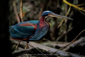harpy eagle wildlife photography tours ecuador 12