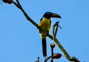 harpy eagle wildlife photography tours ecuador 16