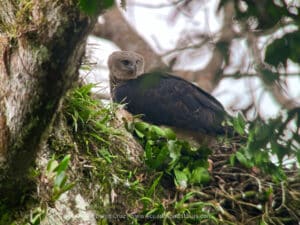 harpy eagle wildlife photography tours ecuador 19
