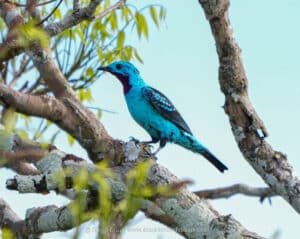 harpy eagle wildlife photography tours ecuador 3